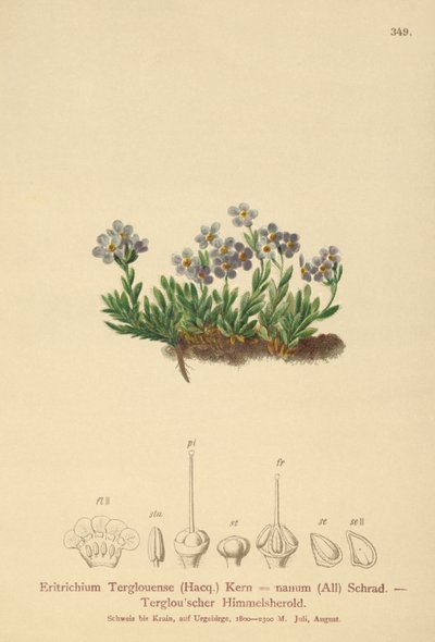 Arctic Forget-me-not by German School