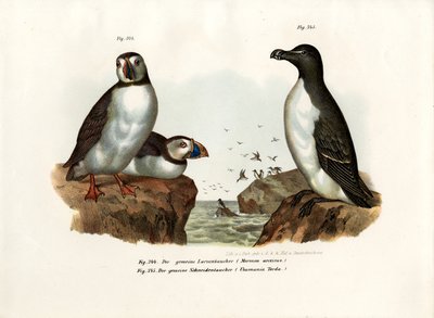 Arctic Puffin by German School