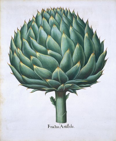 Artichoke from Hortus Eystettensis by Basil Besler, pub. 1613 by German School