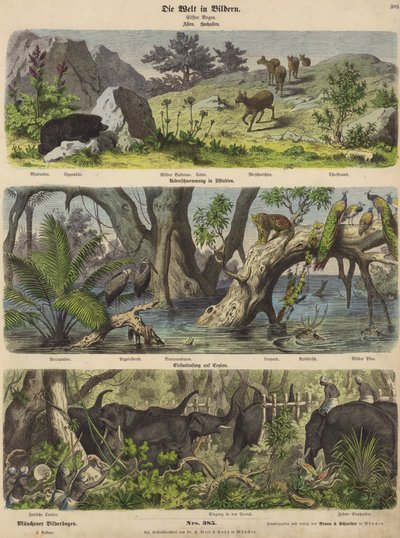 Asia: mountain animals and plants; flooding in eastern India; catching elephants in Ceylon by German School