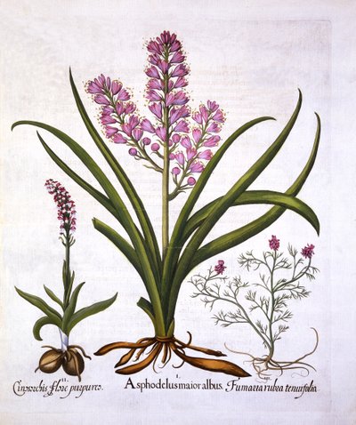 Asphodel, Burnt Orchid and Fumaria Spicata, from Hortus Eystettensis by German School