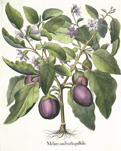 Aubergine, from the Hortus Eystettensis by Basil Besler, pub. 1613 by German School