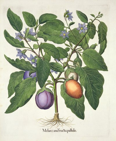 Aubergine: Melanzana fructu pallido, from the Hortus Eystettensis by Basil Besler, pub. 1613 by German School
