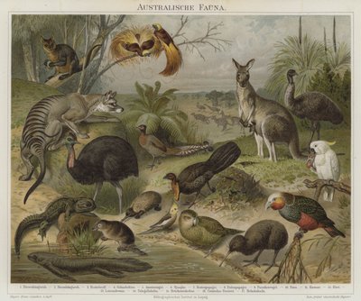 Australasian fauna by German School