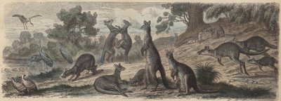 Australian Wildlife (Coloured Engraving) by German School