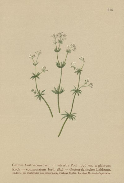 Austrian Bedstraw by German School