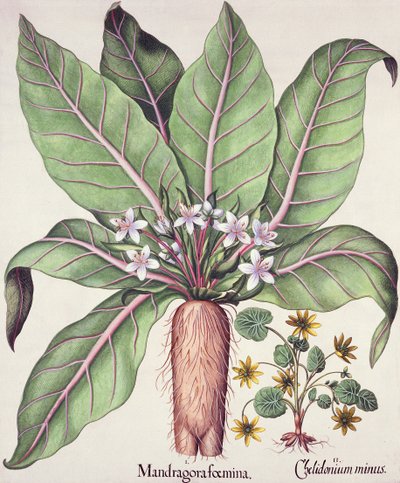 Autumn Mandrake, from the Hortus Eystettensis by Basil Besler, pub. 1613 by German School
