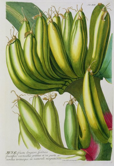 Banana, engraved by Johann Jakob Haid plate 19 from a botanical book, pub. by Augustus Vind by German School