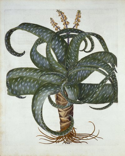 Barbados Aloe, from Hortus Eystettensis by German School