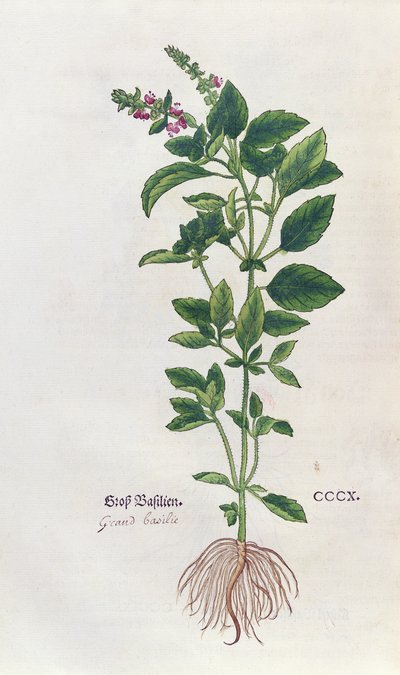 Basil, a botanical plate from the Herbarium by Leonhart Fuchs, published in Basel, 1543 by German School