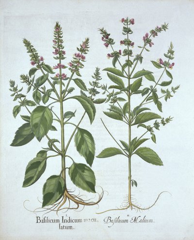 Basil, from Hortus Eystettensis by German School