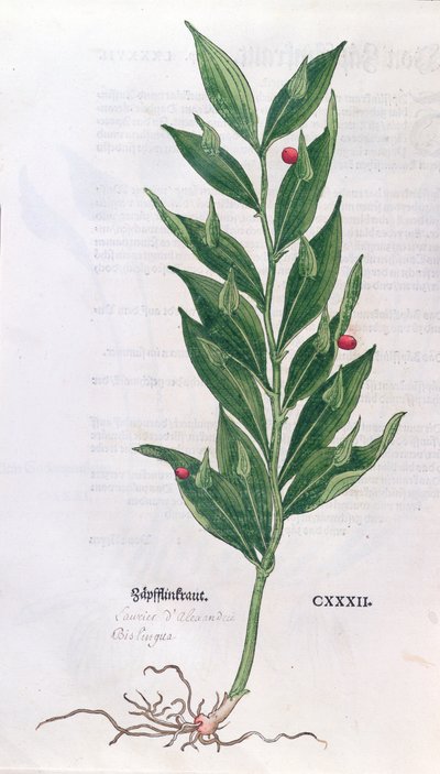 Baytree, illustration for The Herbarium by Leonhart Fuchs, published in Basel, 1555 by German School
