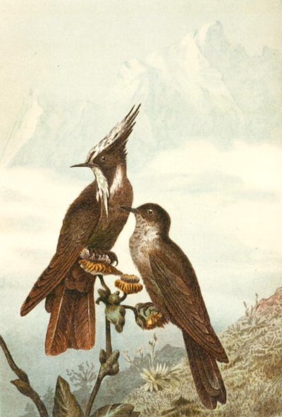 Bearded Helmetcrests, plate from 