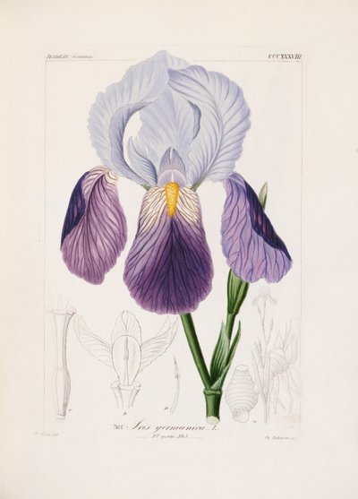 Bearded iris, engraved by Ch. Schnorr by German School