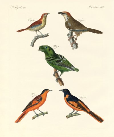 Beautiful and strange foreign birds by German School