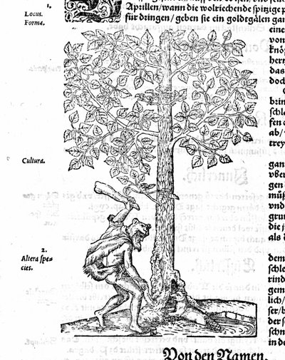 Beaver Hunt - in De stirpium by Hieronimus Bock by German School