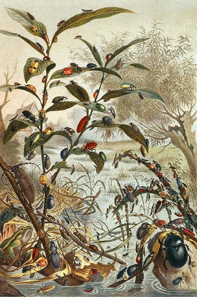 Beetles during a Flood, plate from "Brehms Tierleben: Allgemeine Kunde des Tierreichs", vol.9, p.33, published by Bibliographisches Institut by German School