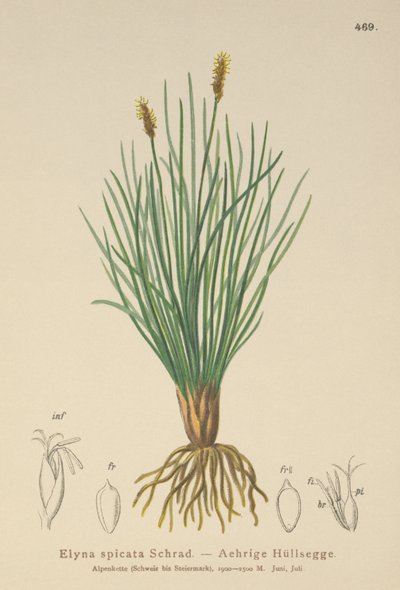 Bellardis Bog Sedge by German School