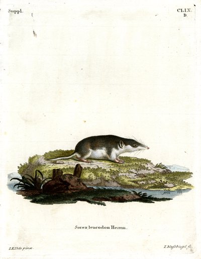 Bicolored Shrew by German School