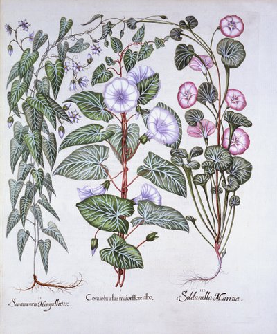 Bindweed, Dogs Bane and Sea Bindweed, from Hortus Eystettensis by German School