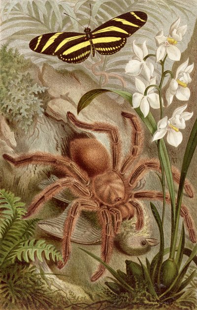 Bird Spider, plate from Brehms Tierleben by German School