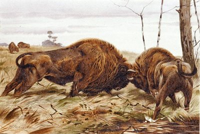 Bison, plate from Brehms Tierleben by German School