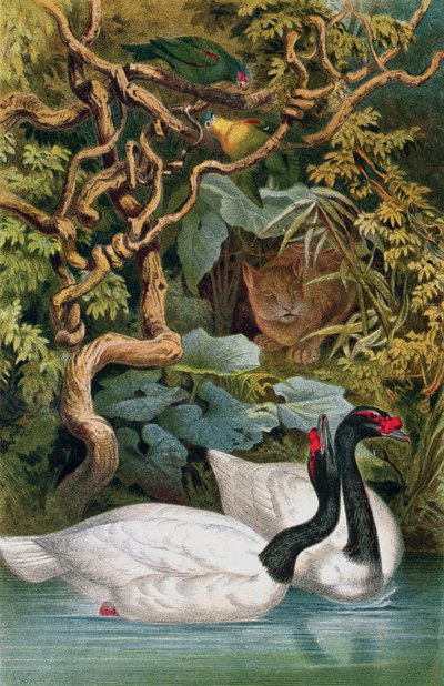Black-Necked Swan, plate from Brehms Tierleben by German School