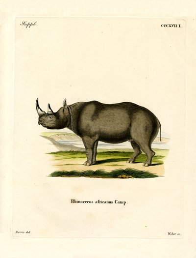 Black Rhinoceros by German School