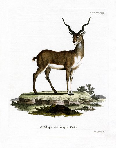 Blackbuck by German School