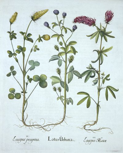 Blue Troginella, Yellow Clover, Red Wood Clover, from Hortus Eystettensis by German School