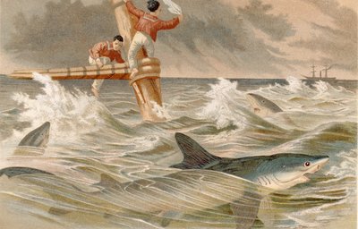 Blue Shark, plate from Brehms Tierleben by German School
