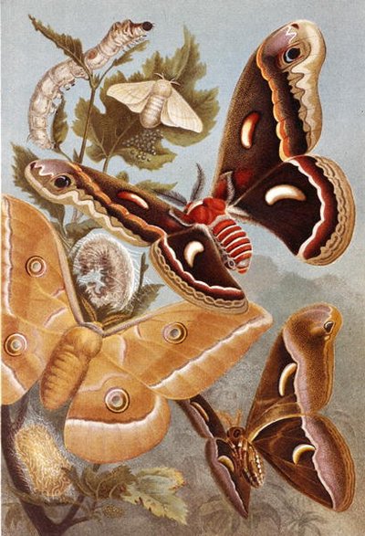 Bombycoid Moths, plate from Brehms Tierleben by German School