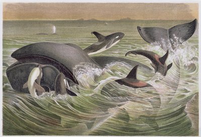 Bowhead and Killer Whales, plate from Brehms Tierleben by German School