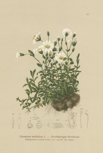 Broad-leaved Mouse Ear by German School