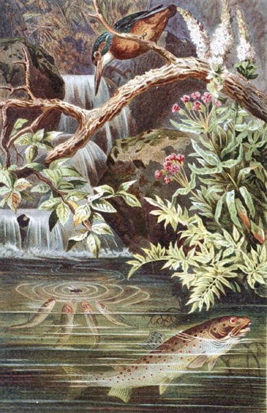 Brown Trout, plate from 