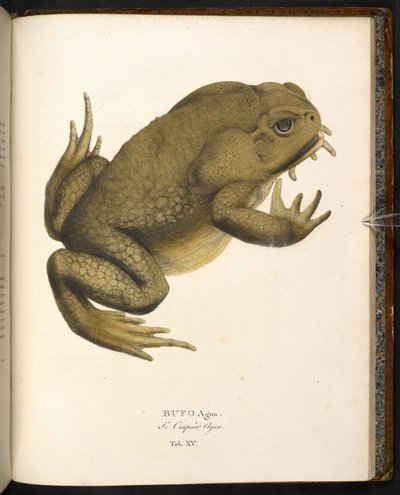 Bufo auga, the cane toad or giant marine toad, from 