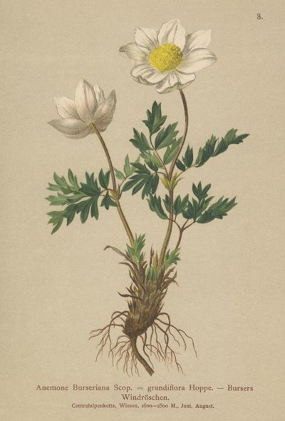 Bursers Anemone (Anemone Burseriana, Anemone grandiflora) by German School