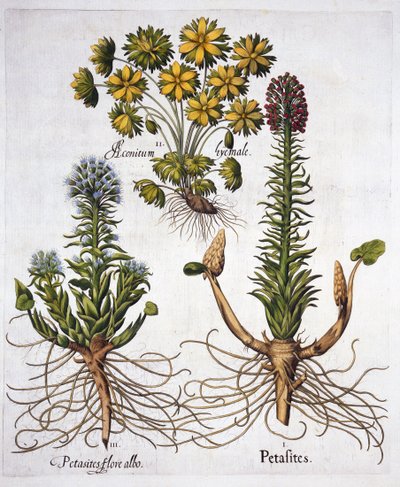 Butterburs and Winter Aconite, from Hortus Eystettensis by German School