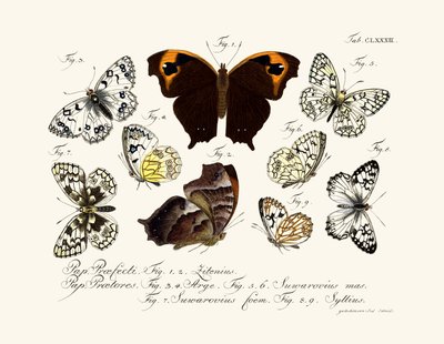 Butterflies by German School