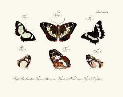 Butterflies by German School