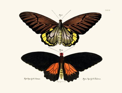 Butterflies by German School