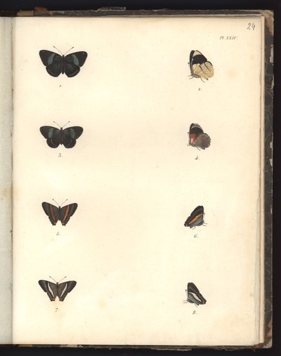Butterflies, Pl. XXIV, Illustration from Recueil d