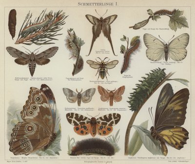 Butterflies and moths by German School