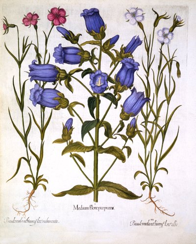 Canterbury Bells, and Corn Cockles, from Hortus Eystettensis by German School
