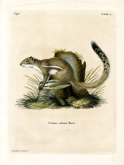 Cape Ground Squirrel by German School