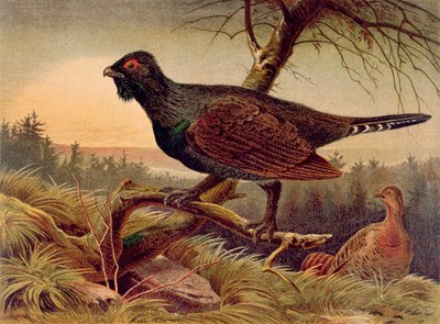 Capercaillie, plate from Brehms Tierleben by German School