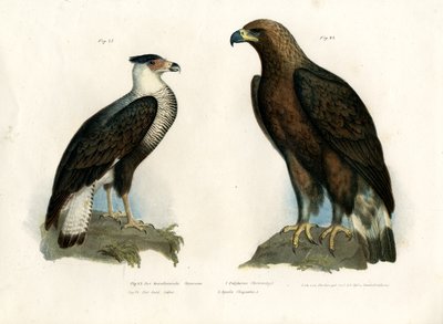 Caracara by German School