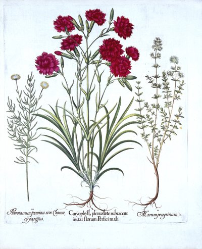Carnation, Cat Thyme and Common Lavender Cotton, from Hortus Eystettensis by German School