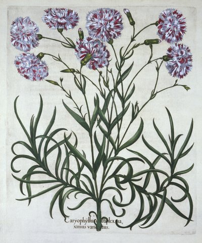 Carnation, from Hortus Eystettensis by German School