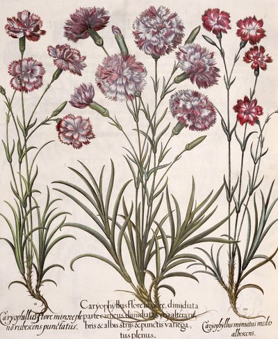 Carnations, from the Hortus Eystettensis by Basil Besler by German School